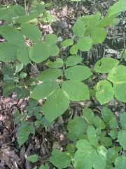 Fraxinus biltmoreana