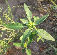 Euphorbia davidii