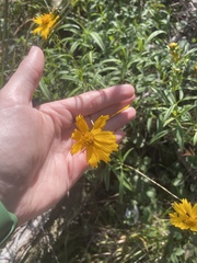Coreopsis lanceolata