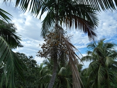 Carpoxylon macrospermum