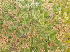 Zygophyllum fabago