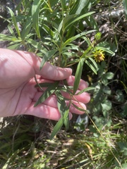 Coreopsis lanceolata