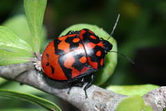 Pachycoris klugii
