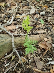 Sceptridium dissectum