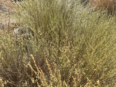 Salsola genistoides