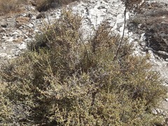 Salsola oppositifolia