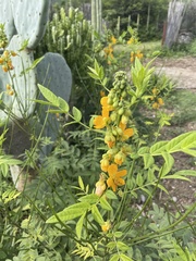 Senna hirsuta