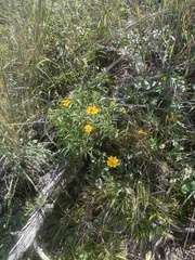 Coreopsis lanceolata
