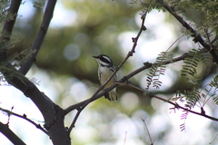 Setophaga nigrescens