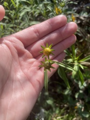 Coreopsis lanceolata