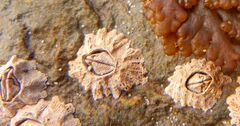 Semibalanus balanoides