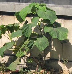 Paulownia tomentosa