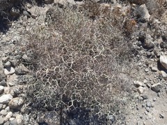 Launaea arborescens