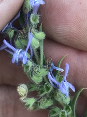 Trichostema lanceolatum