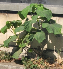 Paulownia tomentosa