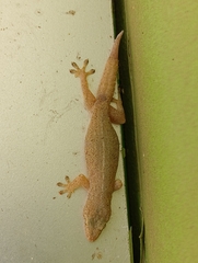 Hemidactylus frenatus