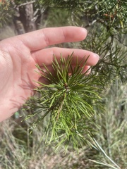 Pinus virginiana