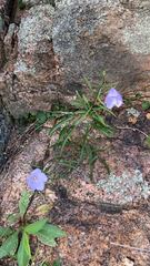 Campanula persicifolia