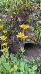 Arnica latifolia
