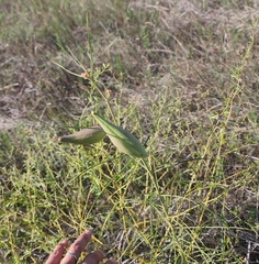 Asclepias engelmanniana