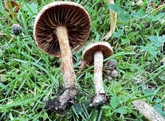 Cortinarius