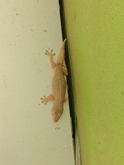 Hemidactylus frenatus