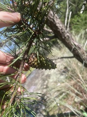 Pinus virginiana