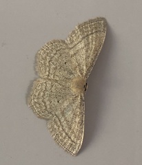 Scopula virgulata