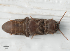 Eucnemidae