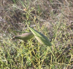 Asclepias engelmanniana