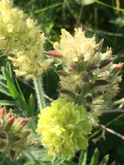 Oxytropis pilosa