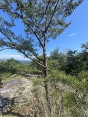 Pinus virginiana
