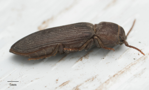 Eucnemidae