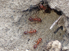 Pogonomyrmex californicus