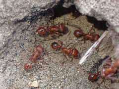 Pogonomyrmex californicus