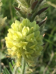 Oxytropis pilosa