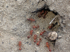 Pogonomyrmex californicus