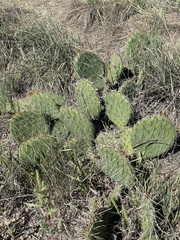 Opuntia cymochila