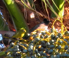 Zosterops virens virens