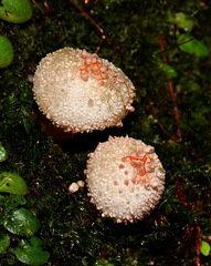 Calostoma