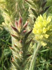 Oxytropis pilosa