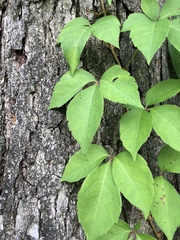 Parthenocissus