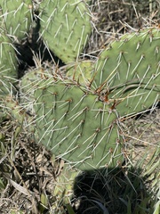 Opuntia cymochila