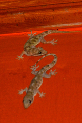Hemidactylus angulatus