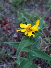 Helianthus divaricatus