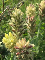 Oxytropis pilosa