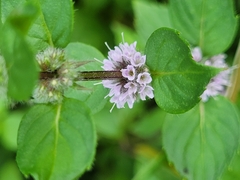 Mentha arvensis