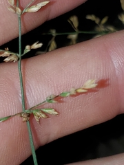 Poa compressa