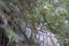 Passerina versicolor