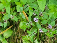 Mentha arvensis